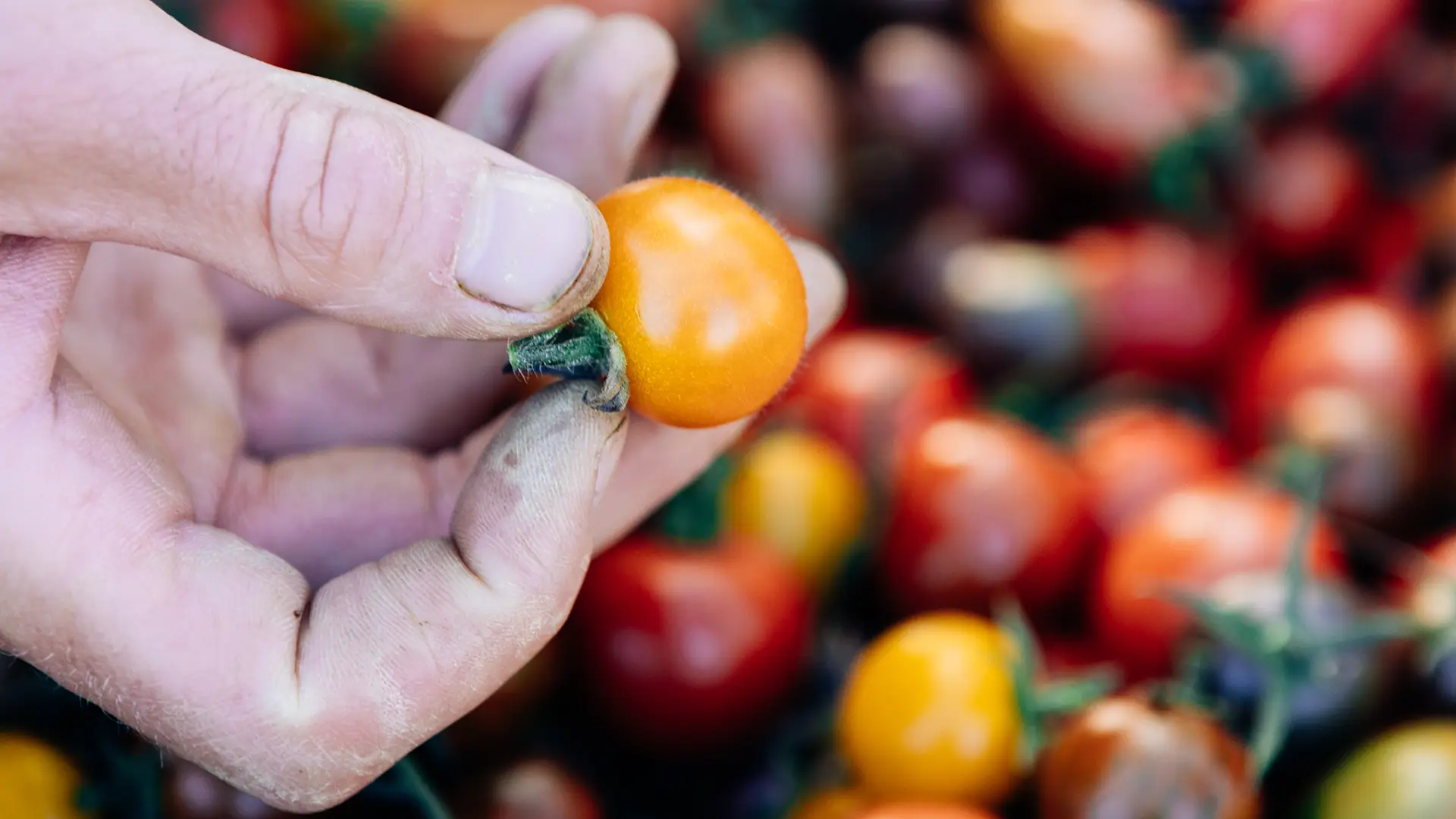 Produktfotografie Trier: Landwirtschaft und Lebensmittel